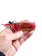 Lade das Bild in den Galerie-Viewer, Reflektierende Bügelbilder I Kunterbunt